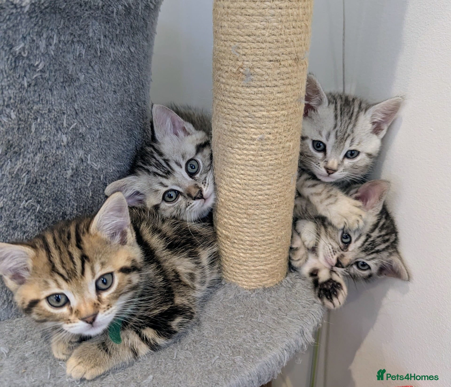 Bengal cats 4 Adorable Purebred Bengals for Sale - Advert 1