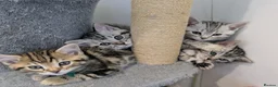 Bengal cats for sale: 4 Adorable Purebred Bengals for Sale - Advert 1