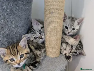Bengal cats 4 Adorable Purebred Bengals for Sale - Advert 1