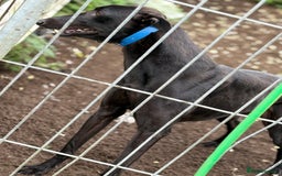 Greyhound dogs for sale: Retired Greyhounds  - Image 5