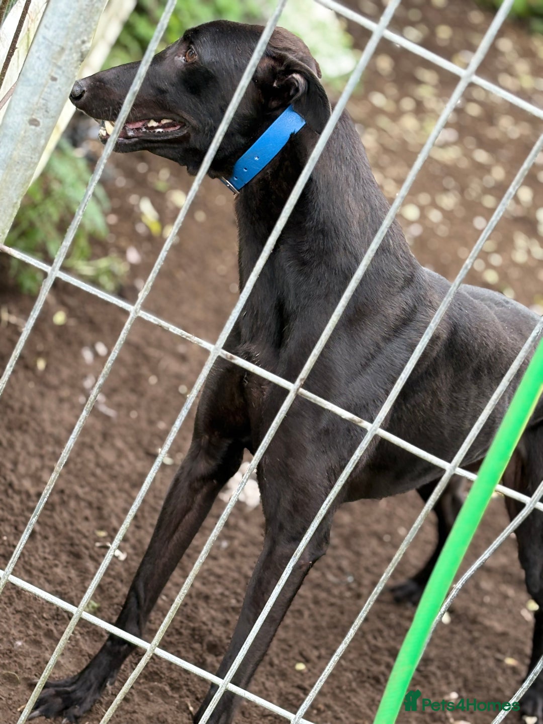 Greyhound dogs for sale: Retired Greyhounds  - Image 5
