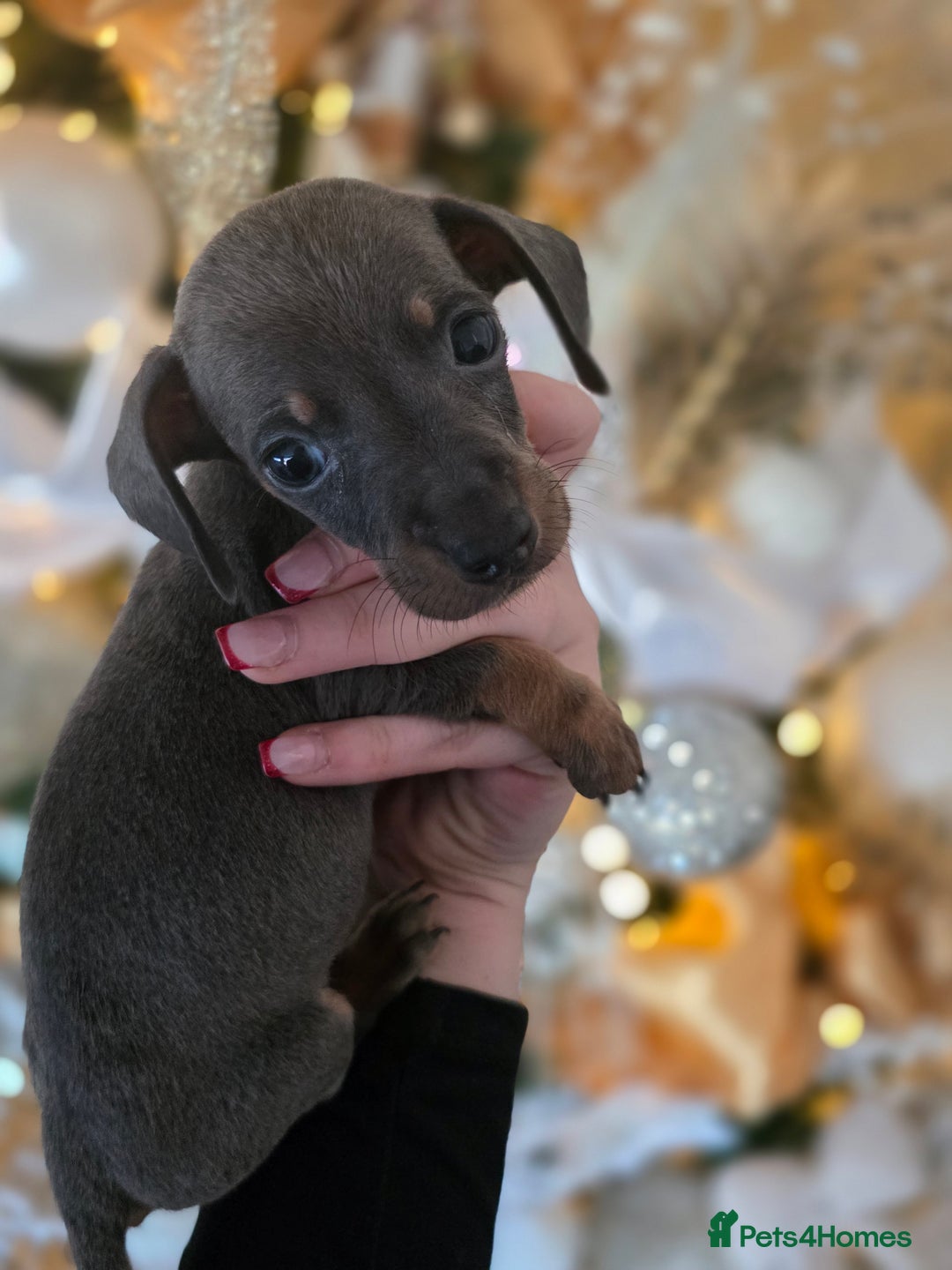 Dachshund dogs for sale: Daschund puppies - Advert 24