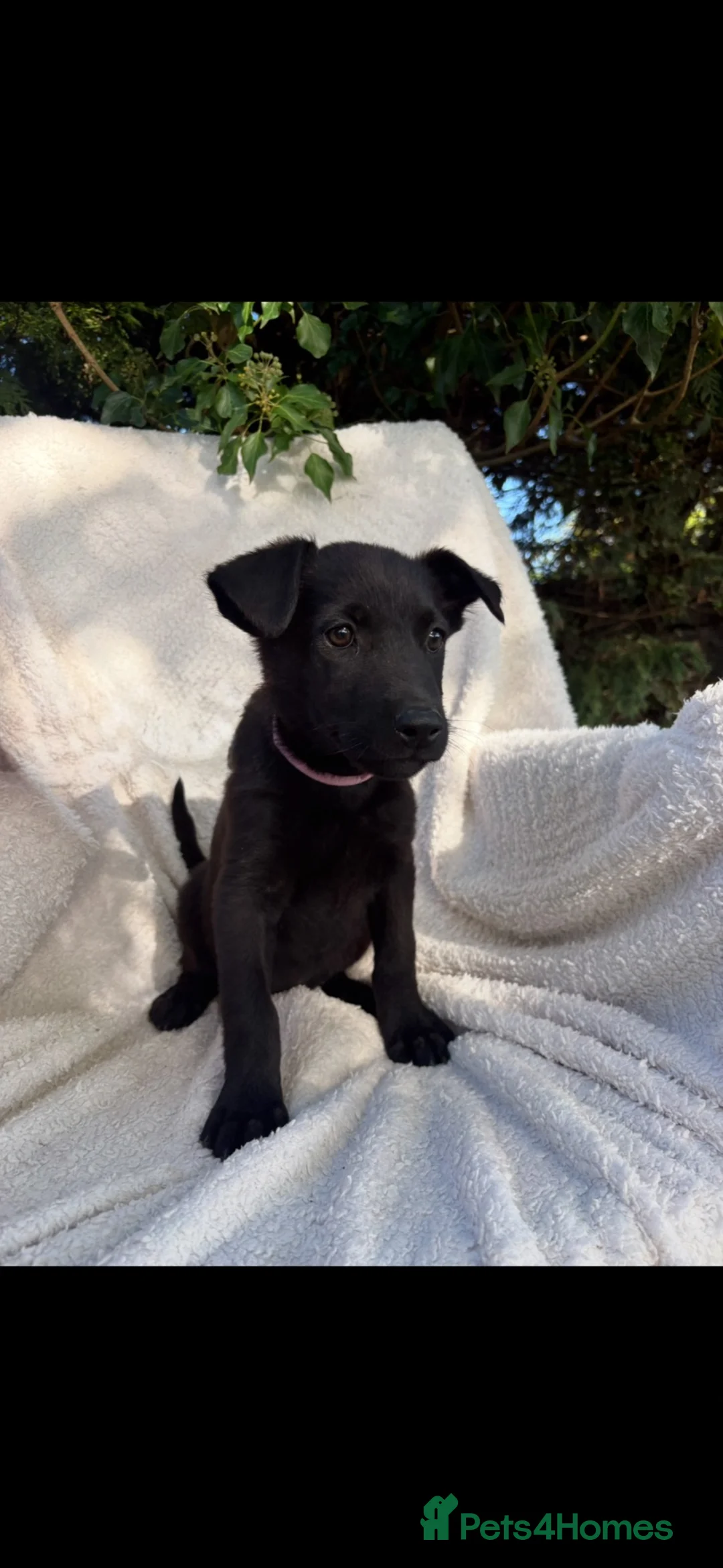 Mixed Breed dogs for sale: Black shepradors - Advert 2