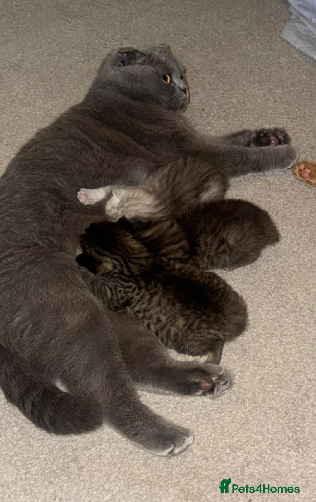 British Shorthair cats for sale: Adorable British Shorthair Male Kittens for Sale. - Advert 5