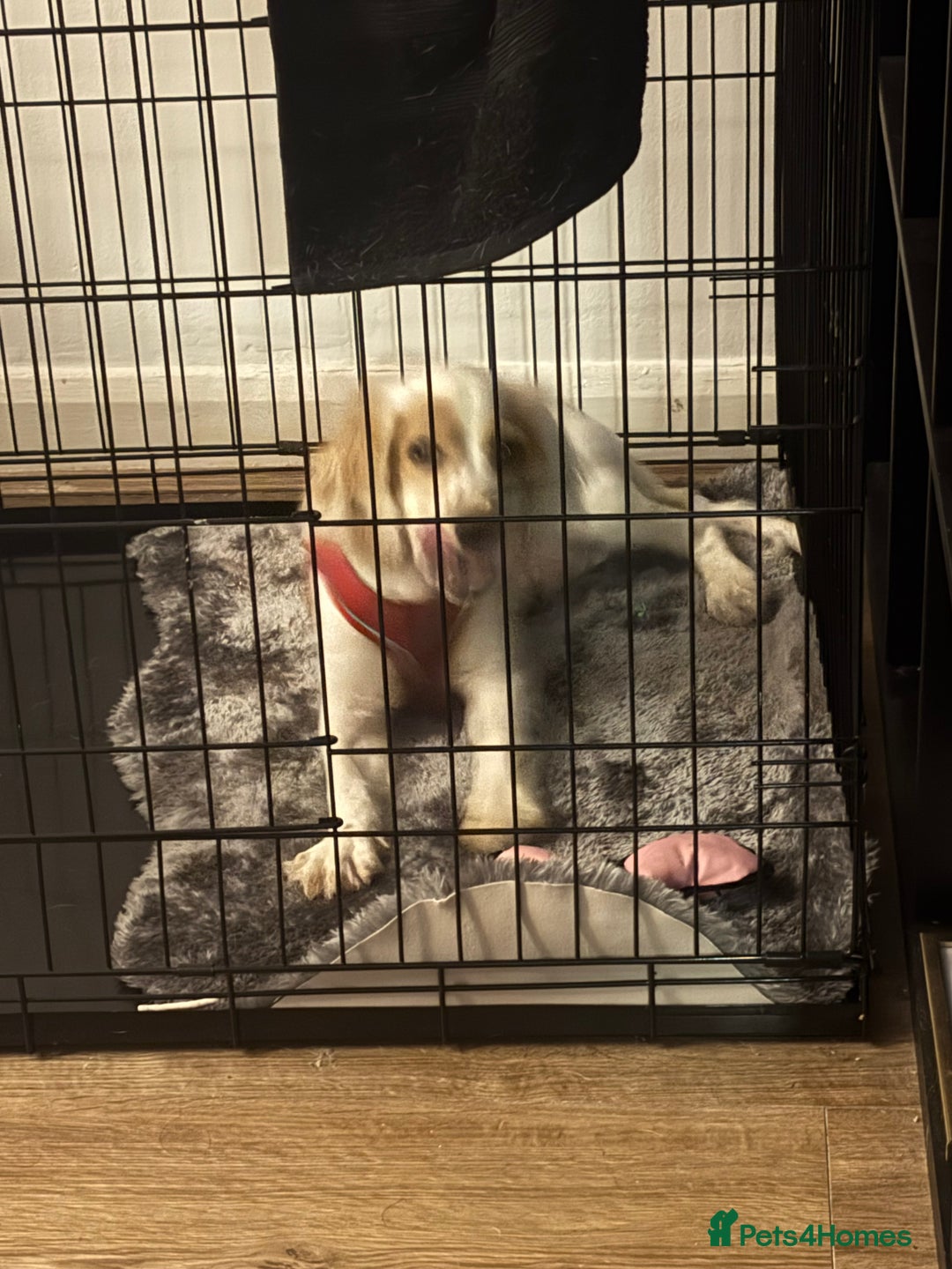 Cocker Spaniel dogs for sale: Cocker spaniel puppy  - Advert 3