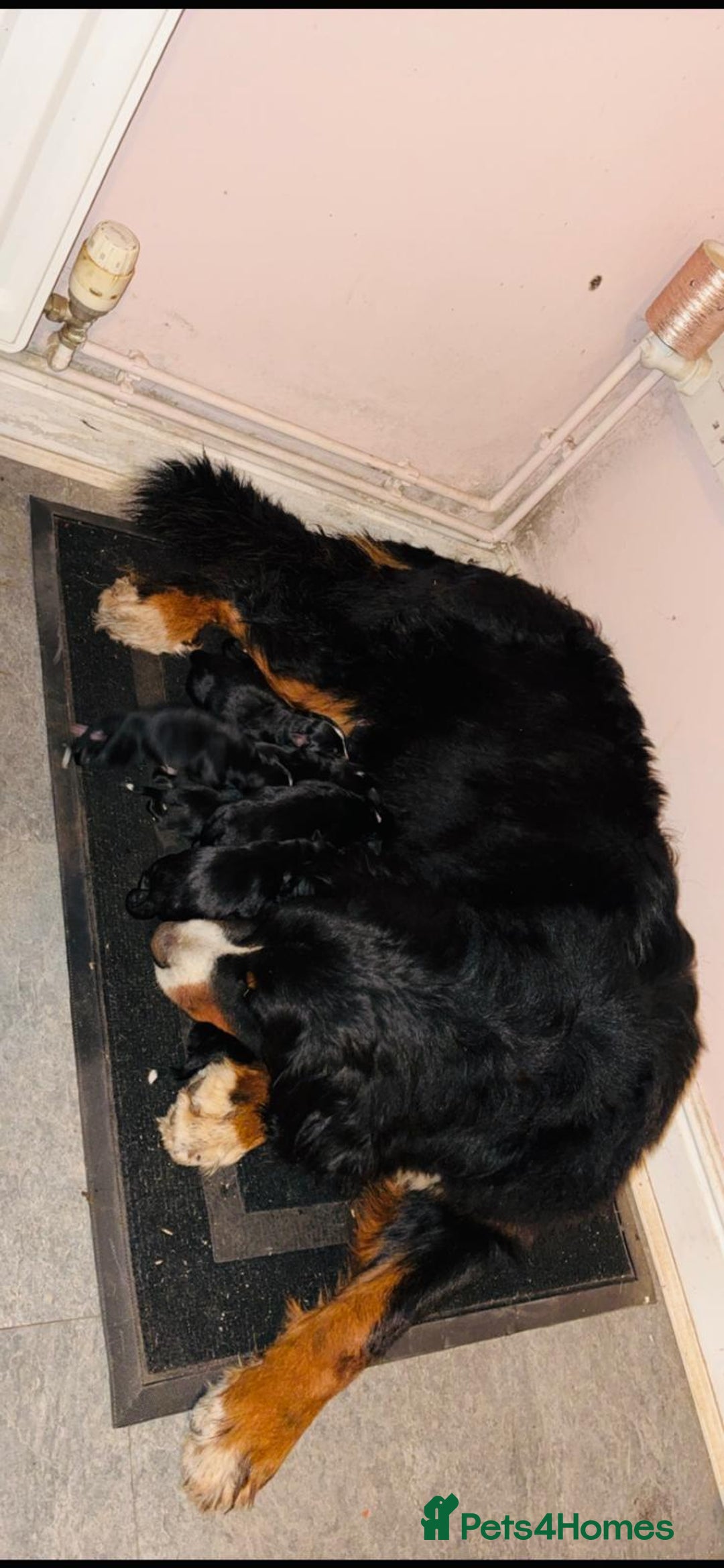 Mixed Breed dogs for sale: Bernese x border collie puppies in Rhayader - Advert 13