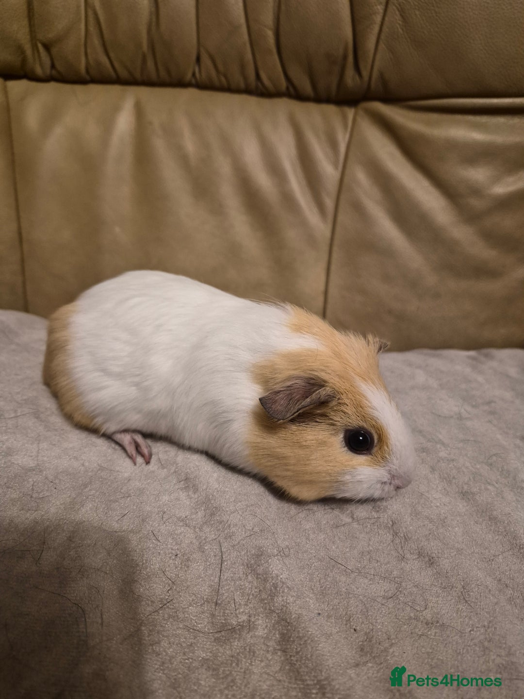 Guinea Pig rodents for sale: 5 Adorable Female Baby Guinea Pigs - Advert 2