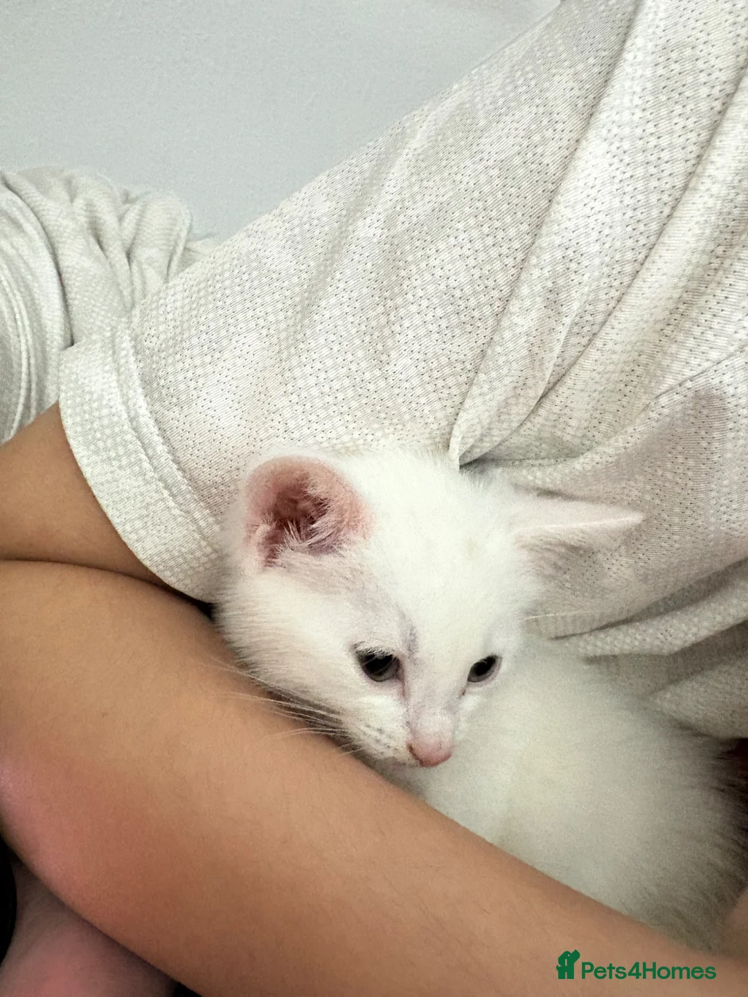 Khao Manee cats for sale: Pure White Cute kitten - Advert 2