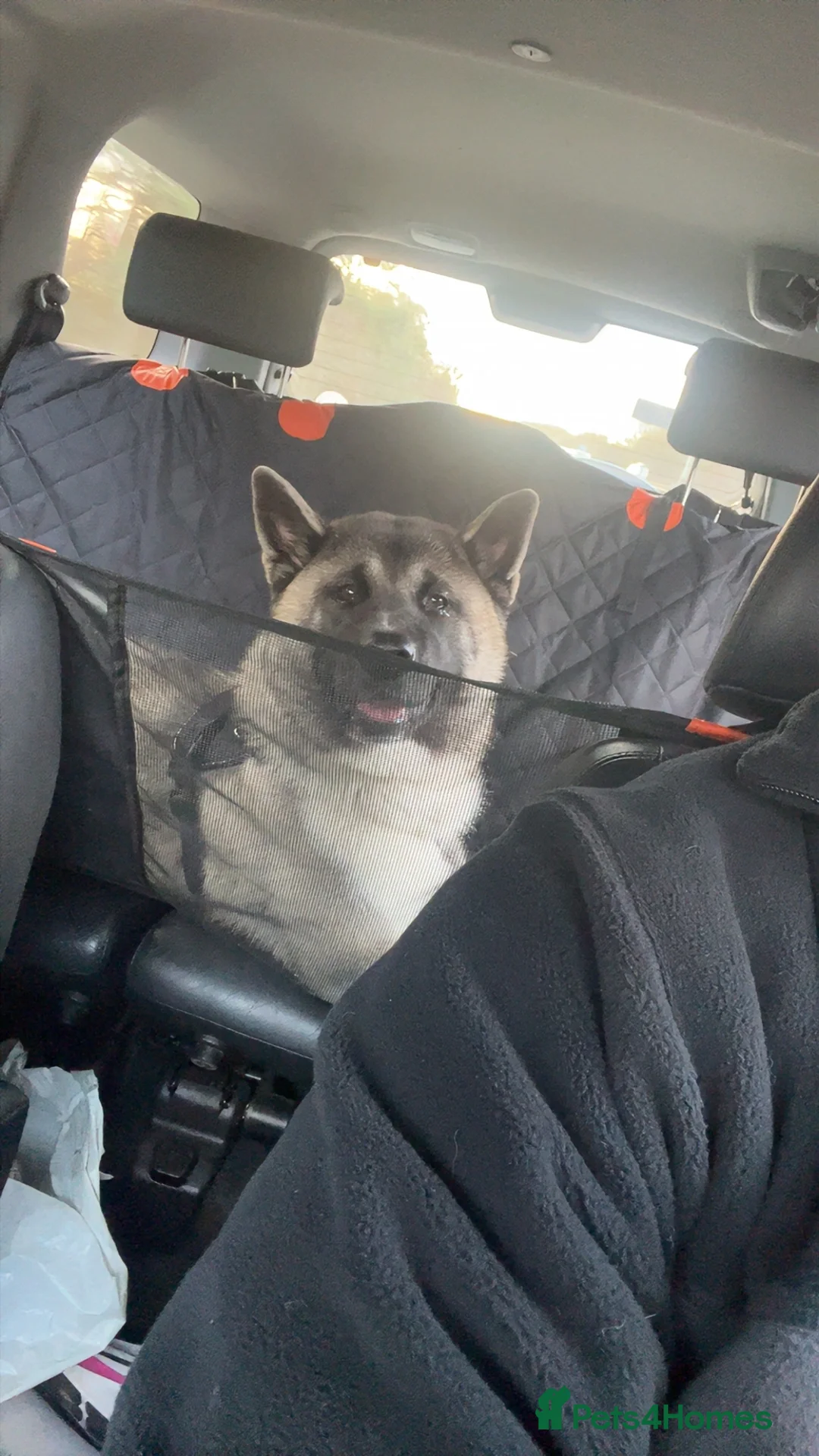 Akita dogs for sale: Kira The American Akita in Brandon - Advert 2