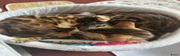 Bengal cats for sale: Baby pure bengal male  - Advert 13