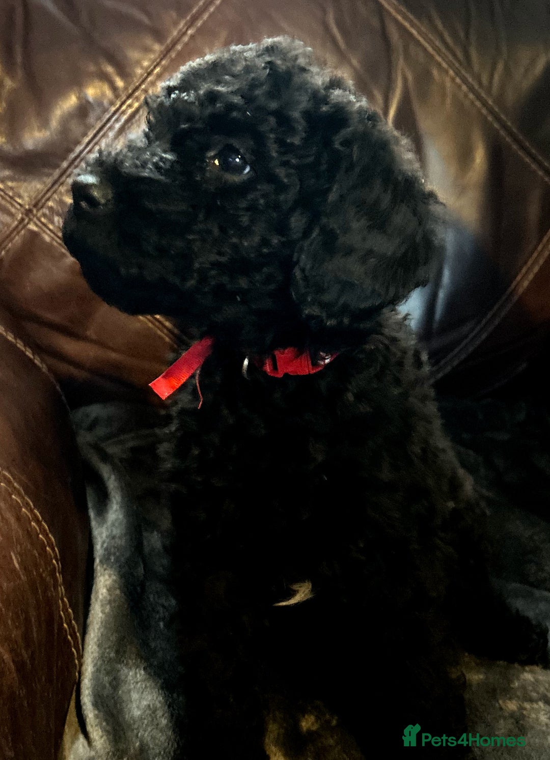 Labradoodle dogs for sale: stunning F2 labradoodle puppies... Available now - Advert 4