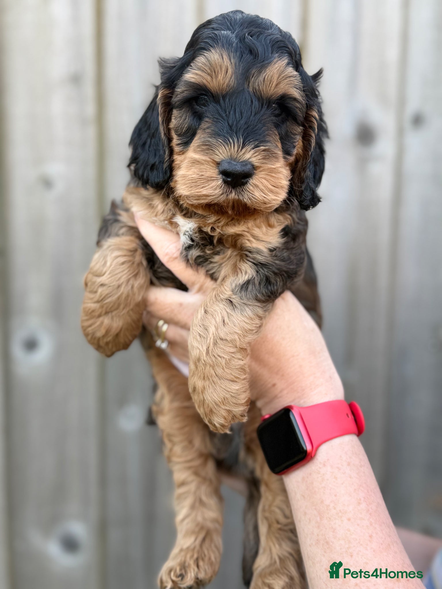 Cockapoo dogs F1 cockapoo puppies - Advert 3