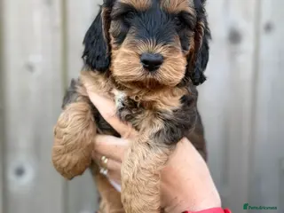 Cockapoo dogs F1 cockapoo puppies - Advert 3