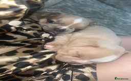 French Bulldog dogs for sale: French bulldog  - Image 10