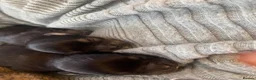 Chihuahua dogs for sale: last gorgeous Chihuahua Puppy ready to leave now  - Advert 14