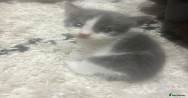 Mixed Breed cats - Advert 7