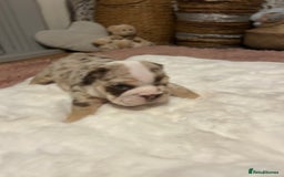 English Bulldog dogs for sale: 💖 5 Adorable English bulldog puppies 💖 - Image 5