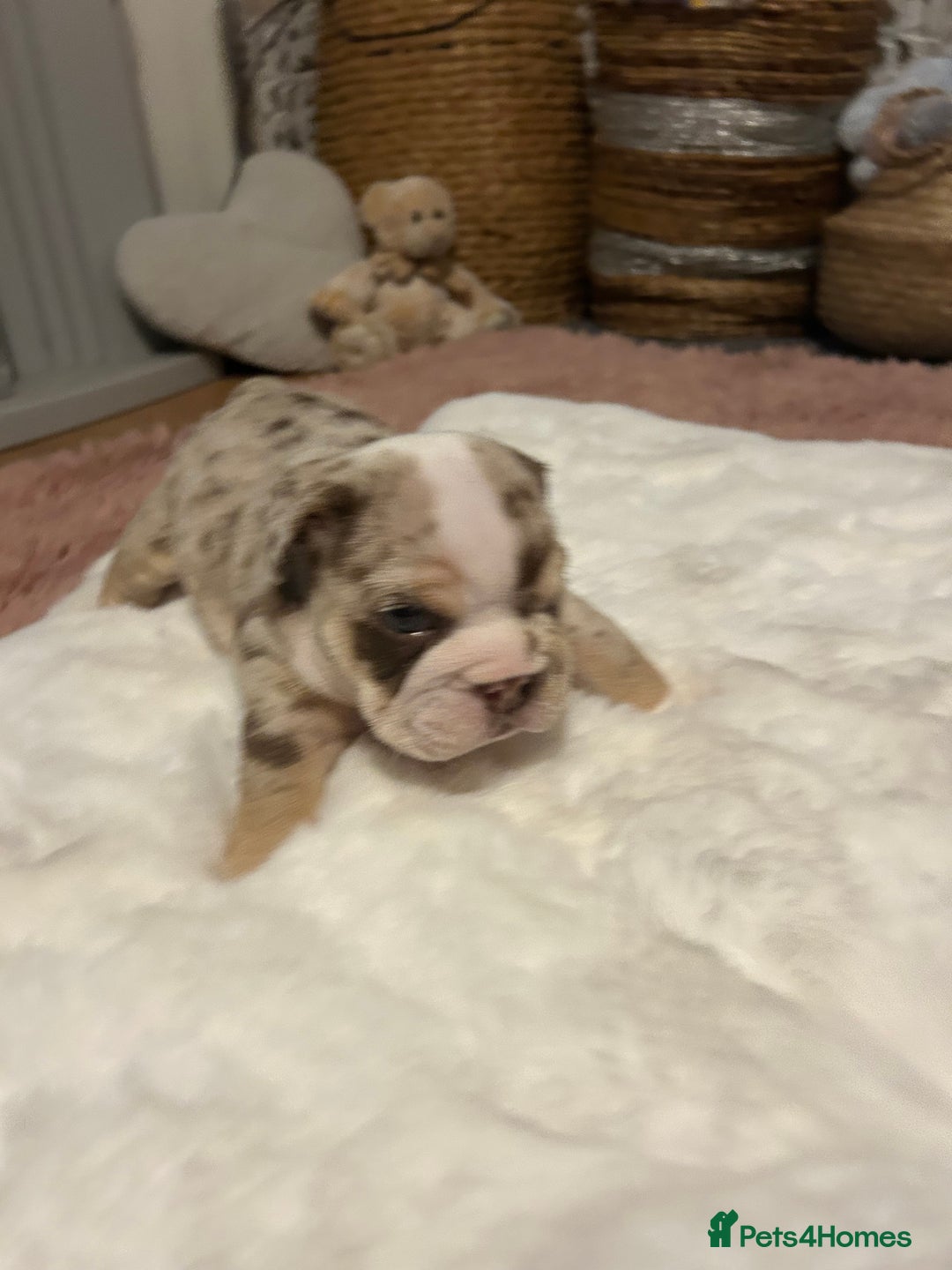 English Bulldog dogs for sale: 💖 5 Adorable English bulldog puppies 💖 - Image 5
