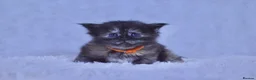 Maine Coon cats for sale: Maine coon kittens 5 ⭐ homes only  - Advert 11