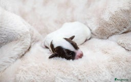 Cocker Spaniel dogs for sale: Working cocker spaniel puppies - Image 6