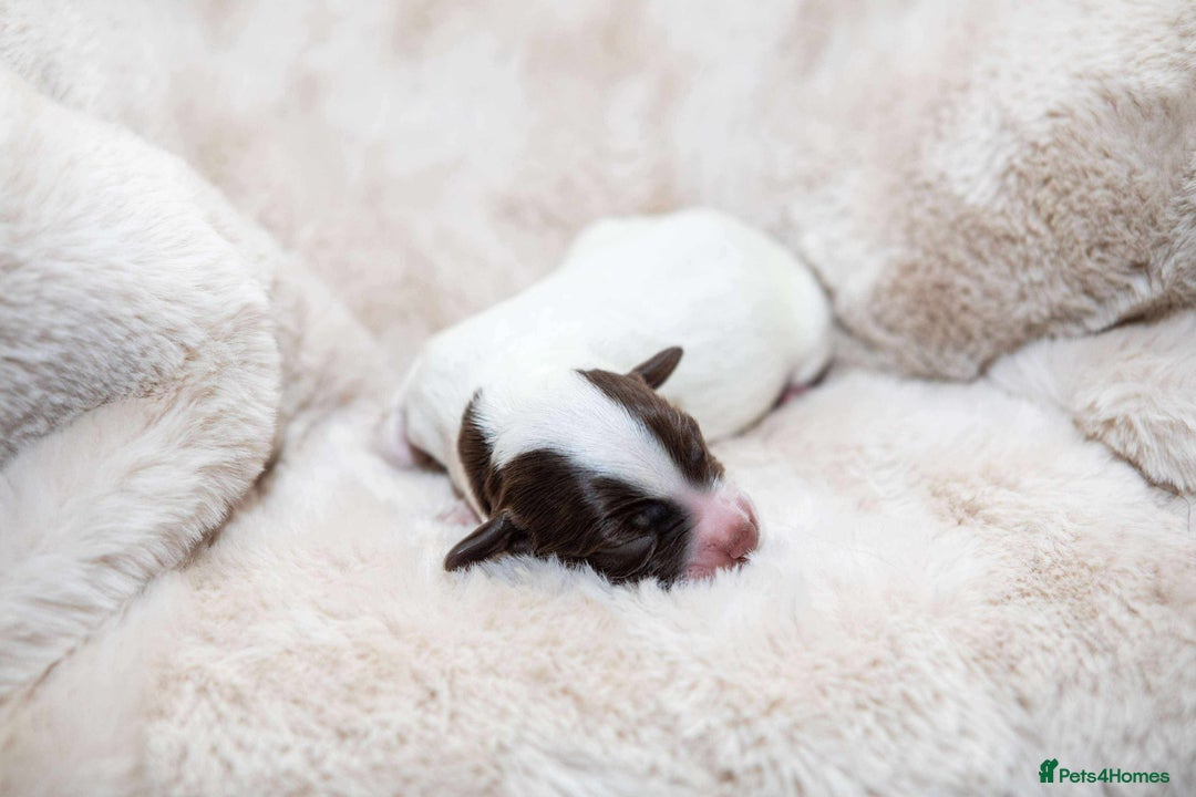 Cocker Spaniel dogs for sale: Working cocker spaniel puppies - Image 6