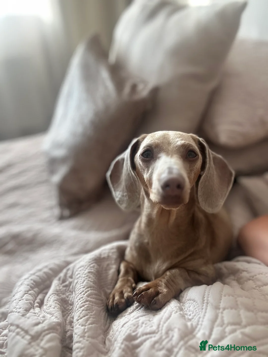 Miniature Dachshund dogs for sale: Miniature dachshund  - Advert 2