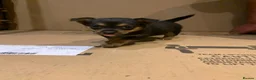 Jack Russell dogs for sale: 5 stunning playful jack Russels - Advert 2