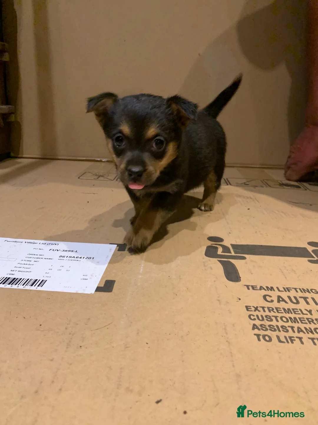 Jack Russell dogs for sale: 5 stunning playful jack Russels - Advert 2