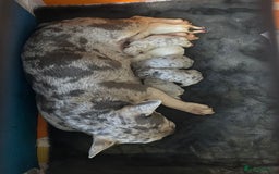 French Bulldog dogs for sale: Pedigree french bulldogs  - Image 3