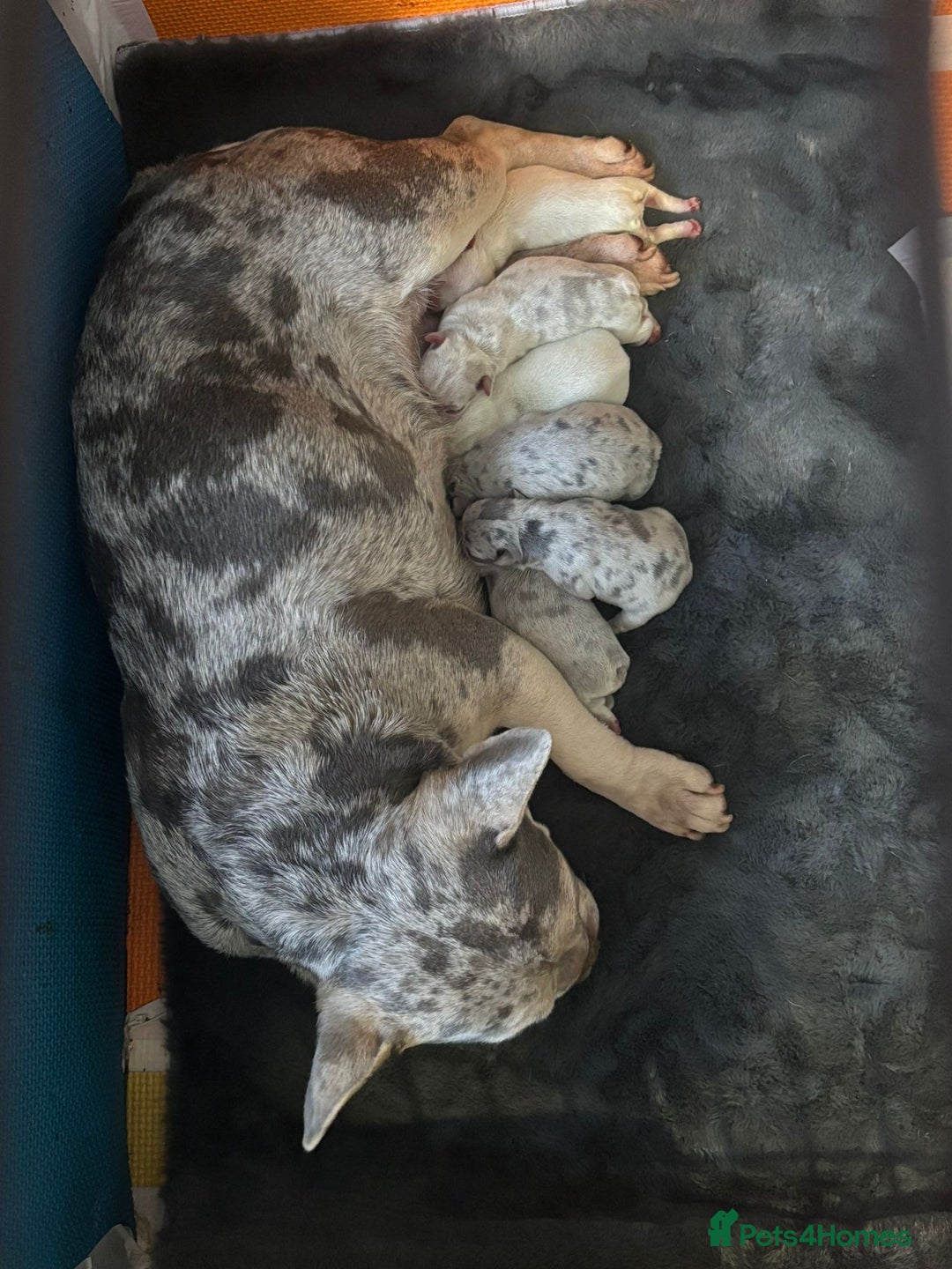 French Bulldog dogs for sale: Pedigree french bulldogs  - Image 3