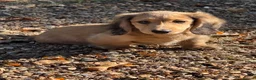 Miniature Dachshund dogs for sale: Miniature dachshund pups dna health tested  - Advert 2