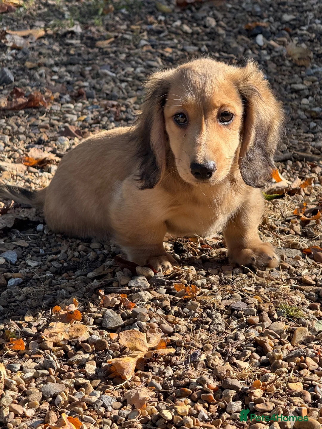 Miniature Dachshund dogs for sale: Miniature dachshund pups dna health tested  - Advert 2