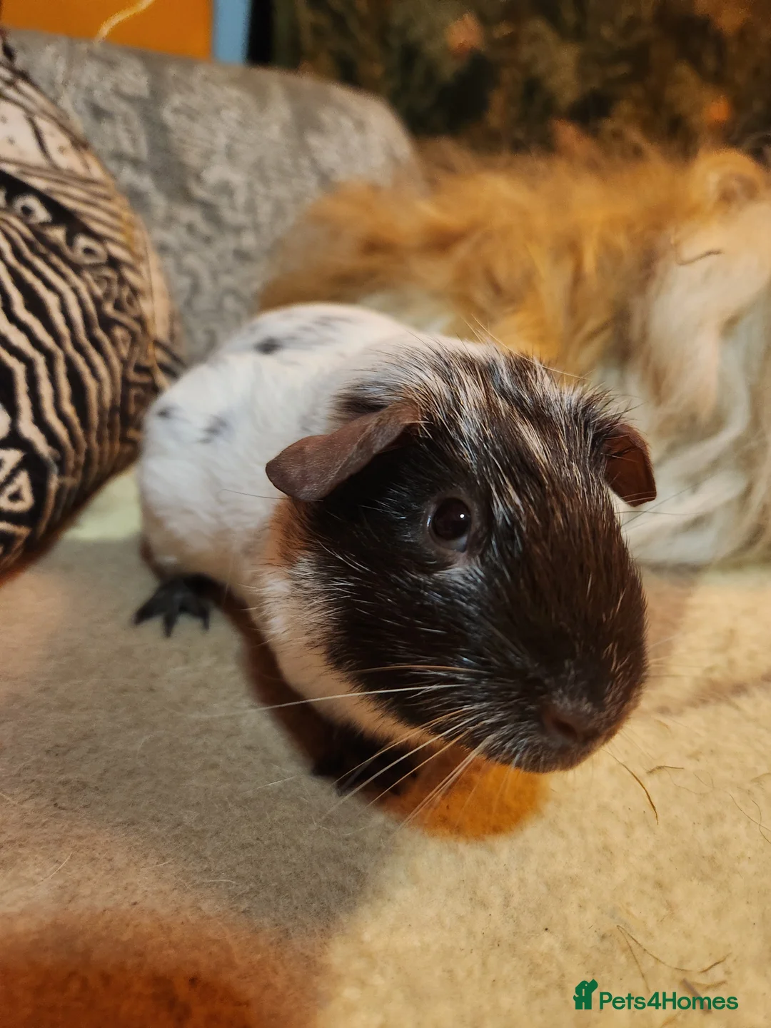 Guinea Pig rodents for sale: Gorgeous pair of guinea pig boars - Advert 3