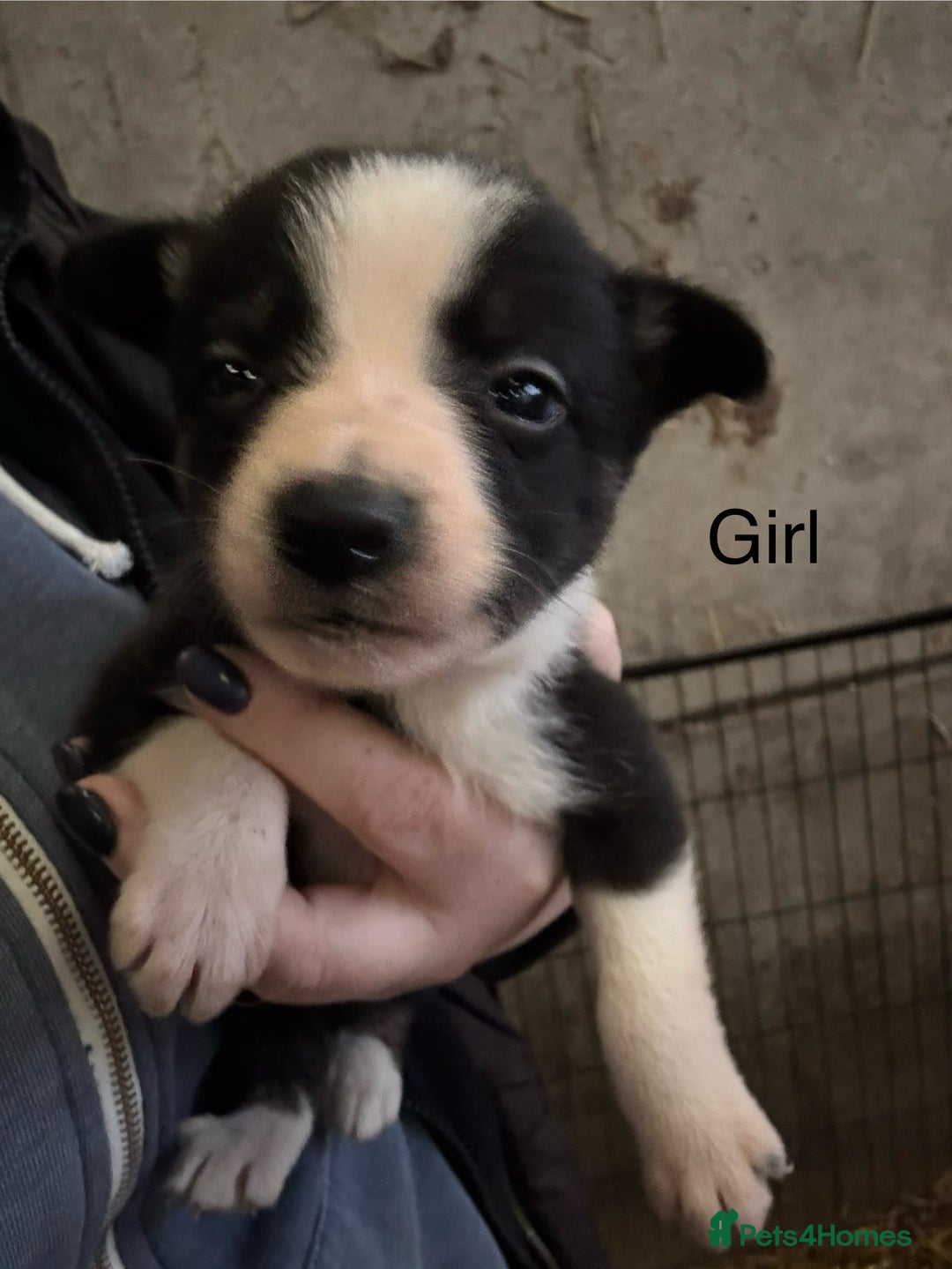 Border Collie dogs for sale: Border collie puppies  - Advert 6