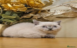 British Shorthair cats for sale: Last 4 male British Short-hair/long hair kittens  - Image 30