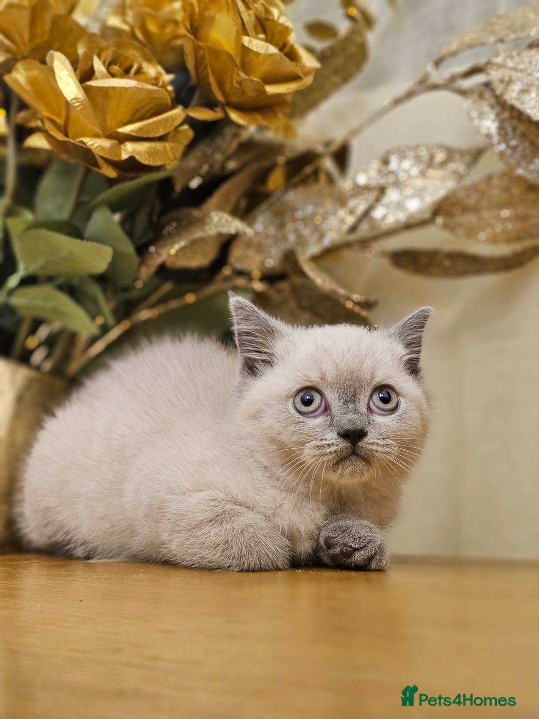 British Shorthair cats for sale: Last 4 male British Short-hair/long hair kittens  - Image 30