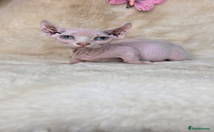 Dwelf cats - Advert 1