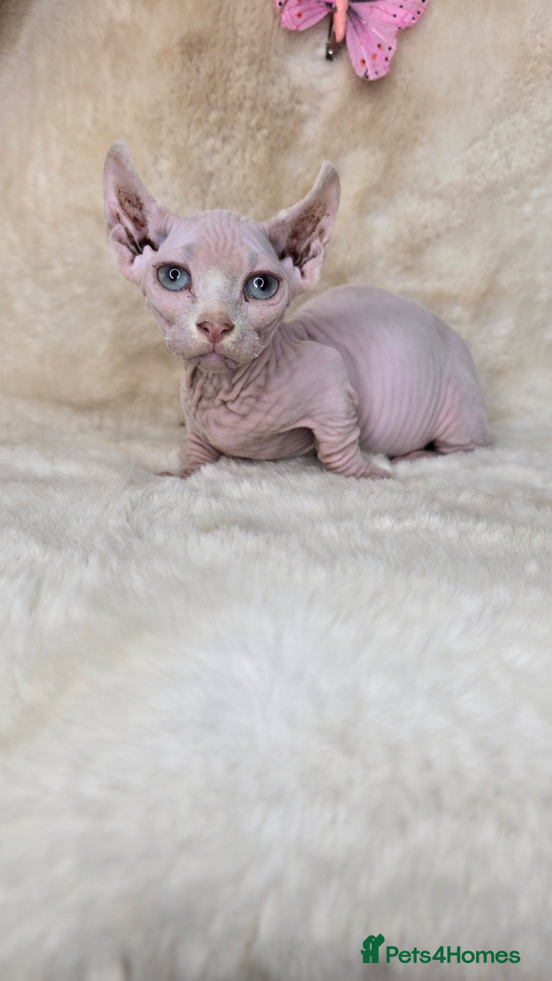 Dwelf cats for sale: Dwelf Sphynx girl bominant odd eyes  - Image 1