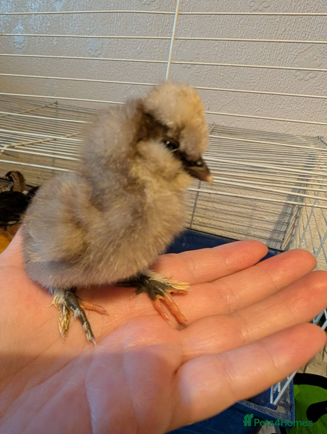 Chickens poultry for sale: Mixed breed chicks and Silkies - Image 1
