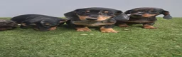 Miniature Dachshund dogs for sale: Miniature dapple dachshunds  - Advert 9