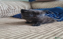 British Longhair cats for sale: BRITISH LONGHAIR/RAGDOLL/MAINE COON FOR SALE - Image 3
