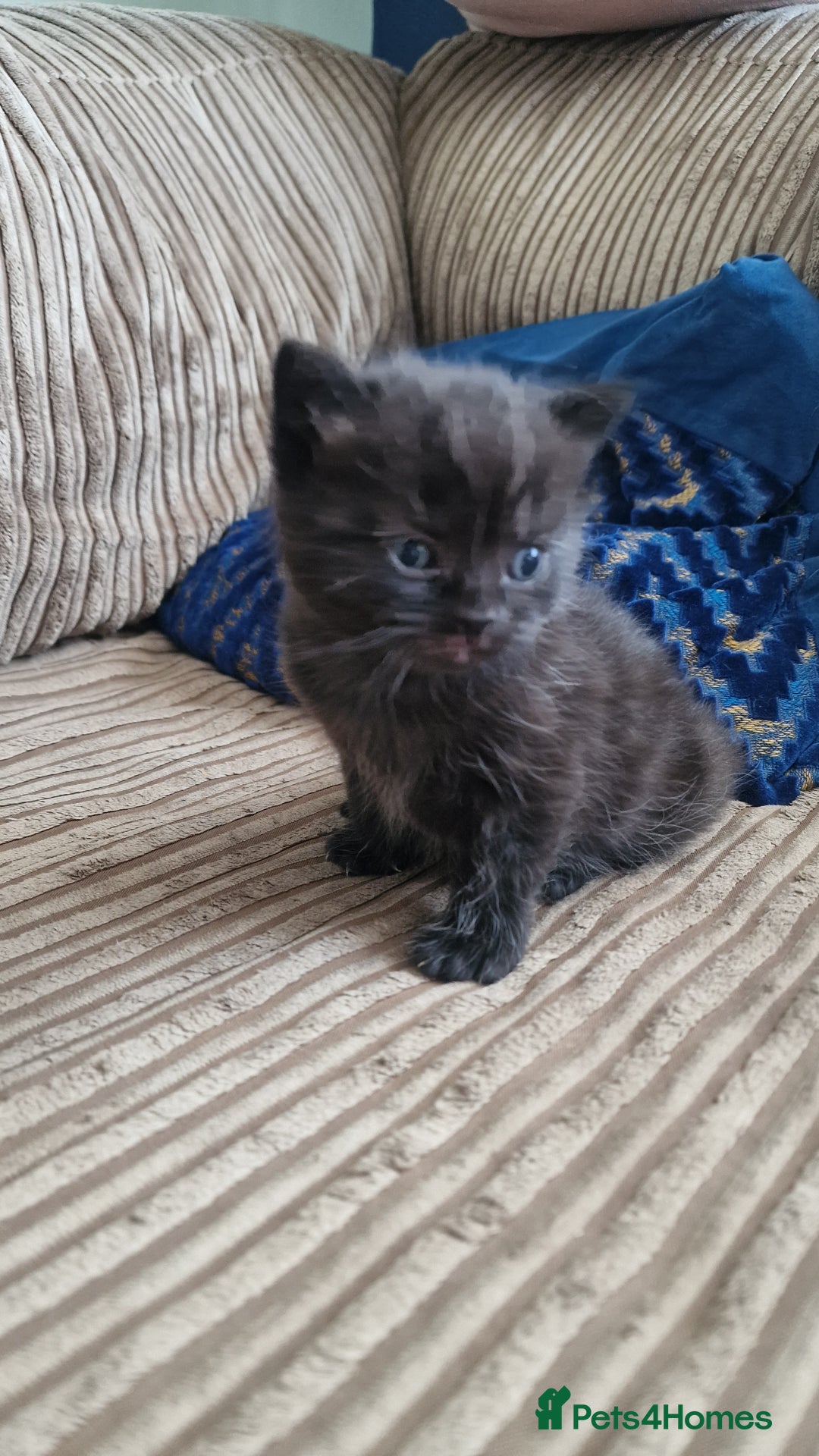 British Longhair cats for sale: BRITISH LONGHAIR/RAGDOLL/MAINE COON FOR SALE - Image 3