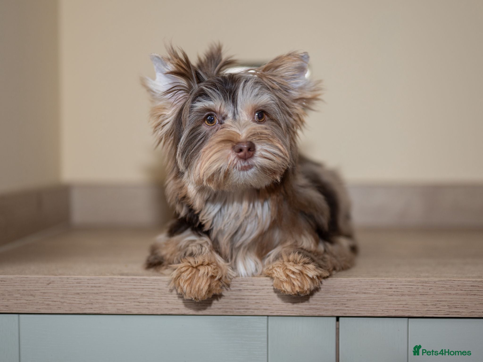 Yorkshire Terrier dogs Yorkshire Terrier – Merle / Chocolate puppies**    - Advert 2