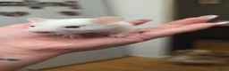 Hamster rodents for sale: Baby Syrian Hamsters ready now  - Advert 2