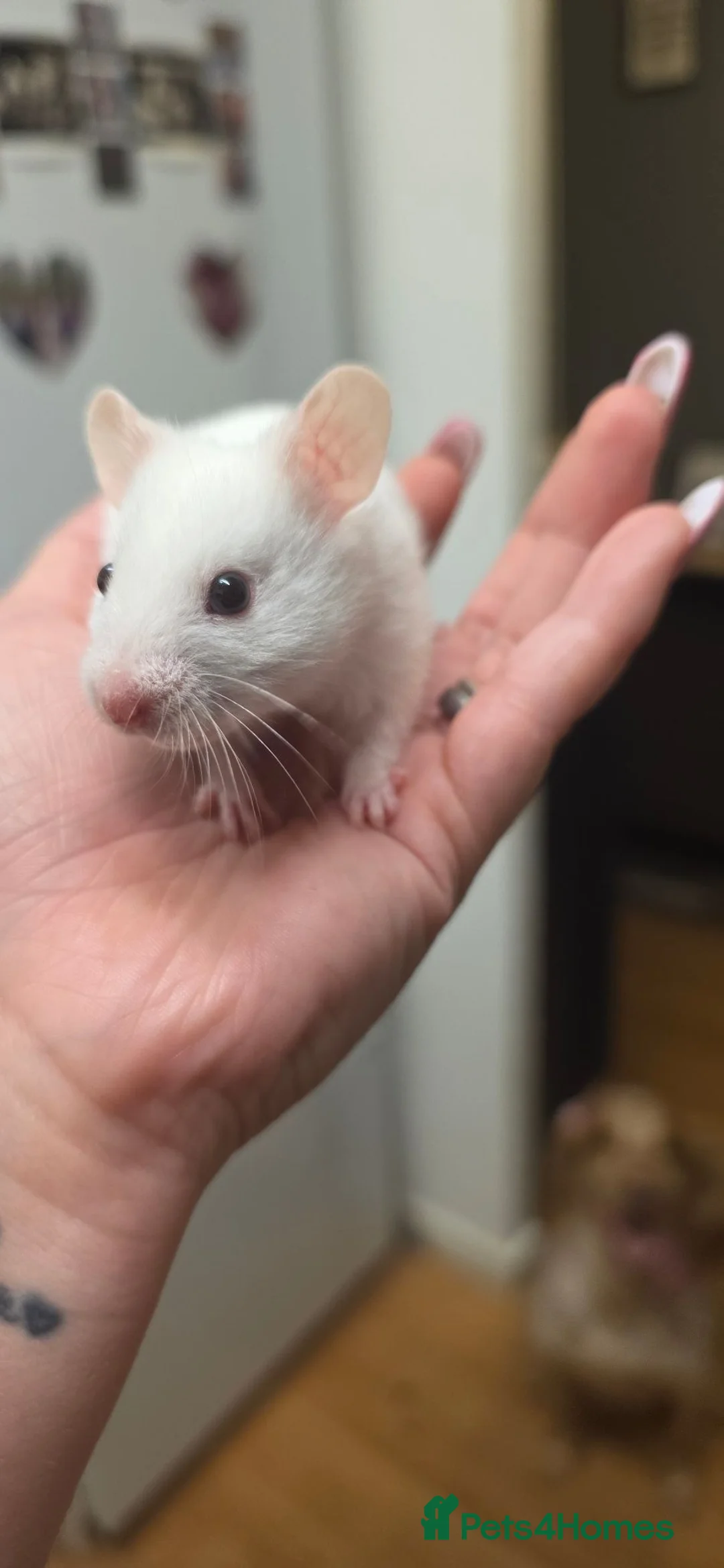 Hamster rodents for sale: Baby Syrian Hamsters ready now  - Advert 2