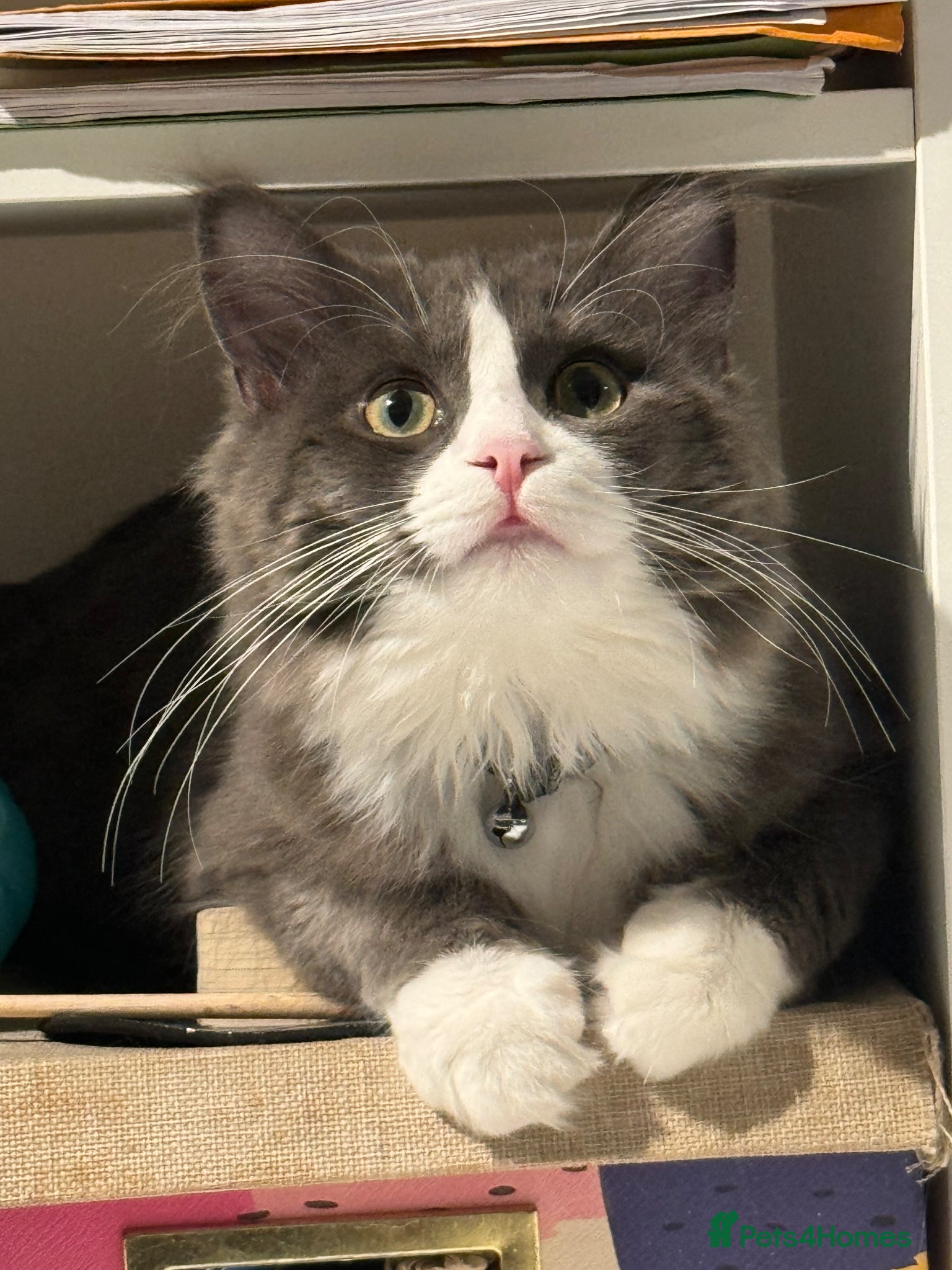 Maine Coon cats for sale: Sadly rehoming our lovely Maine Coon - Advert 10