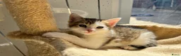 Mixed Breed cats for sale: beautiful kittens  in Slough - Advert 10