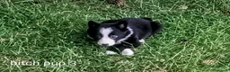 Border Collie dogs for sale: Border Collie pups born on farm to working parents - Advert 9
