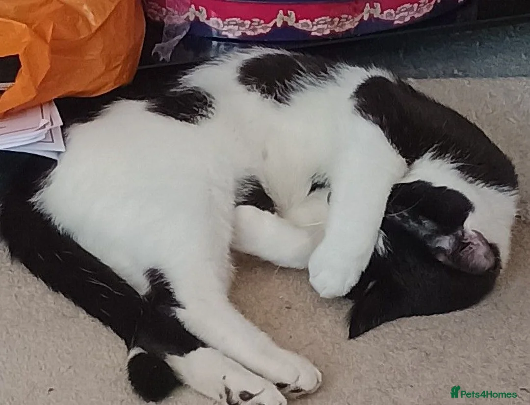 British Shorthair cats for sale: Beautiful 7 month old male cat called Snowy - Advert 2