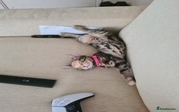 Mixed Breed cats for sale: Friendly kitten - Image 2